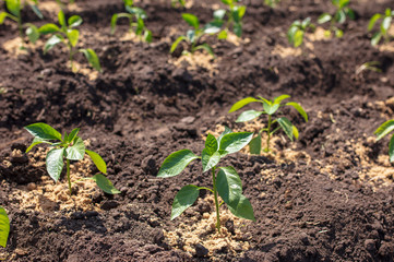 Saplings of paprika in the soil in the garden