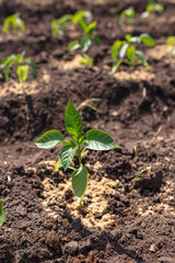 Saplings of paprika in the soil in the garden