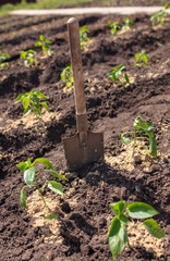 Saplings of paprika in the soil in the garden
