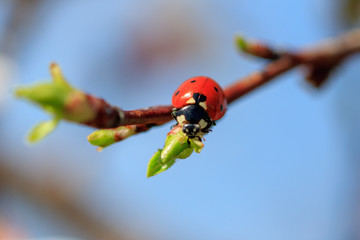 Ladybird on a tree branch against a blue sky background