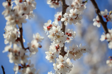 Flowers on the branches of a tree in the nature