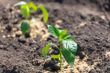 Saplings of paprika in the soil in the garden