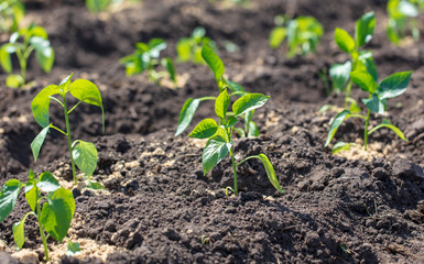 Saplings of paprika in the soil in the garden