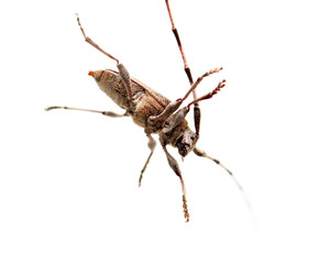 Beetle with big mustache on white background