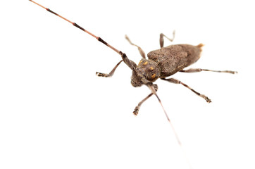 Beetle with big mustache on white background
