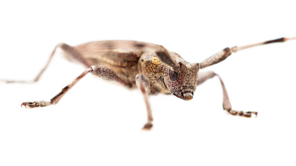 Beetle with big mustache on white background