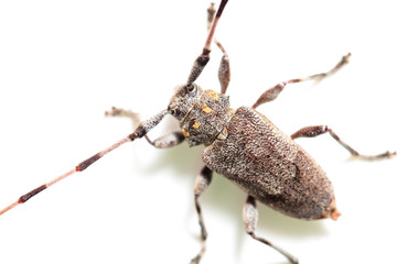 Beetle with big mustache on white background