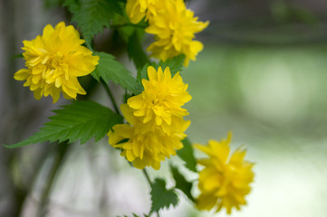 Kerria japonica pleniflora cultivar in bloom, called bachelors buttons yellow flowers on shrub branches