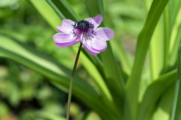 Single ornamental anemone coronaria de caen in bloom, pink purple flowering plant