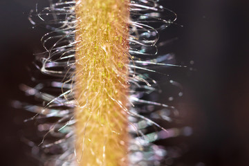 A stem on a tomato as a background