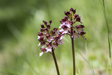 Orchis purpurea in bloom, flowering beautiful purple wild orchid