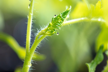 A stem on a tomato as a background