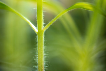 A stem on a tomato as a background