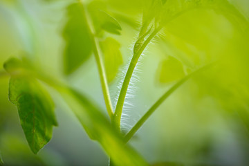 A stem on a tomato as a background
