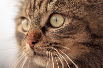 Portrait of a Maine Coon cat in nature