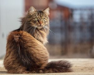 Portrait of a Maine Coon cat in nature