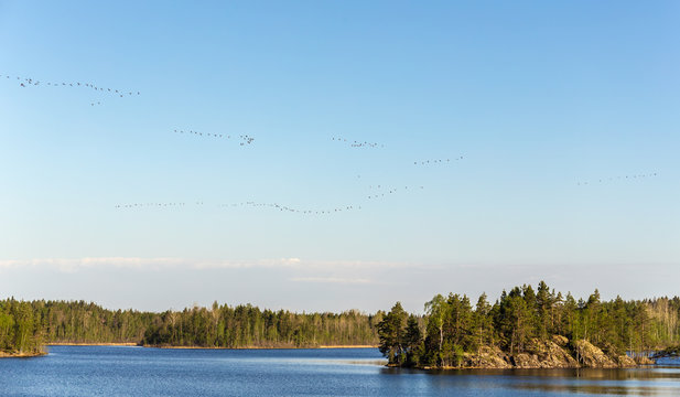 migration of wild geese