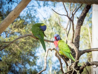 Rainbow Lorikeets