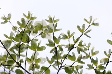 若葉-ヤマボウシ01