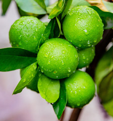 Limes on the tree, ready to harvest