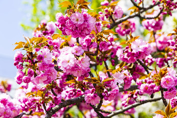 Blooming pink Japanese cherry or sakura flowers in Europe