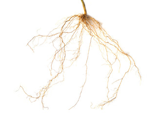 Roots plant isolated on white background(Close up)