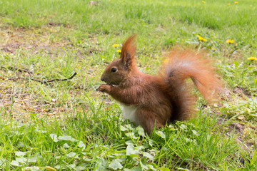Reddish-brown squirrel eating nut on green grass