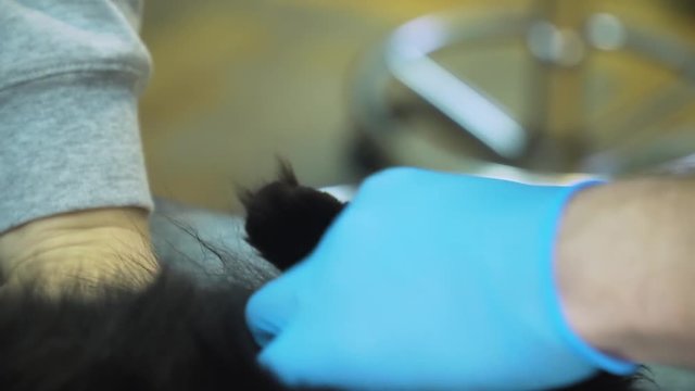 Veterinarian does the vaccination, injecting the cat into the veterinary clinic. Veterinarian vaccinating cat in clinic. Veterinarian is examining cute black cat at vet clinic. Preparing to make an