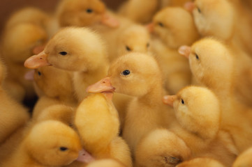 Group of yellow ducklings. Close-up photo of small baby ducks