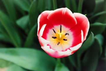 Fresh, open flowers of tulip flowers