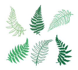 Vector botanical illustration of fern leaf