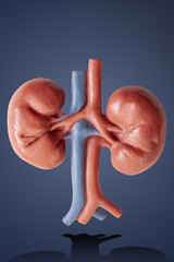 Renal medicine and kidney physiology with a medical leaning model of a pair of kidneys isolated on blue background with a clipping path cutout
