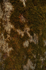 Bark of a tree background