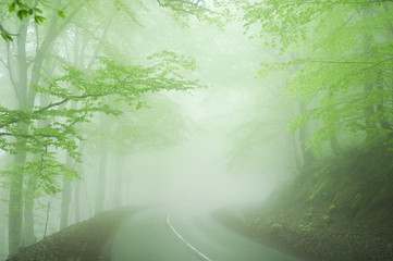 Foggy road in forest