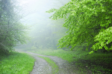 Foggy road in forest