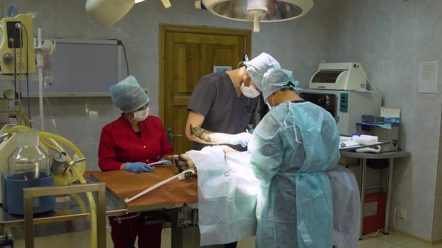 Veterinary surgeons make surgery for dog in the operating room of a veterinary clinic. Vets doing surgery in the clinic. Medicine, pet, animals, health care and people concept.