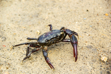 Ricefield crabs walking on the ground in rainy season.