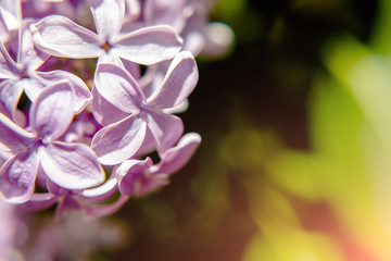 Blooming in may, a pink lilac close-up 