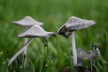 Incredible Close-up of Mushrooms Growing In Yard. Wild Ink Cap Mushrooms in grass in Utah, USA.