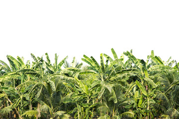 Isolated on white background ann copy space of banana and coconut garden for Aggregate agriculture in countryside lifestyle Thailand.