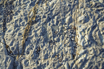 Eroded Marine Rocks Texture