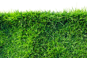  Zoysia matrella,Manila Grass or Temple Grass, a grassy shade of sun.(isolated on white and clipping path)