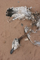 Dead Seagull