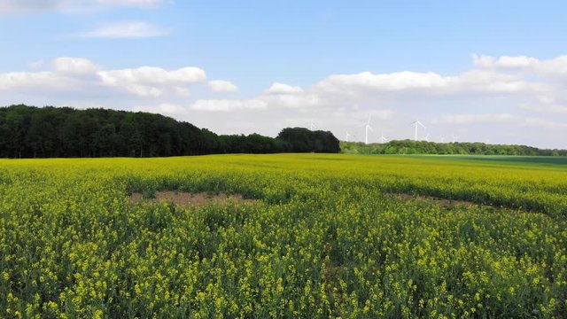 Flight over a rapefield in the country - beautiful aerial footage