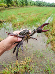 Catching field crab male at complete and strong in rainy season. Raw materials for cooking in countryside lifestyle of Thailand.