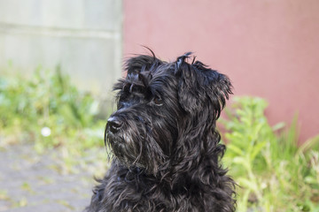 portrait of black dog