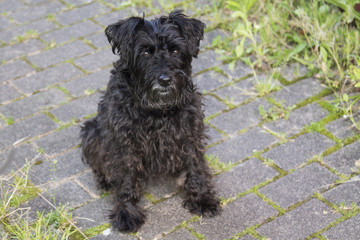 portrait of black schnauzer dog on the street