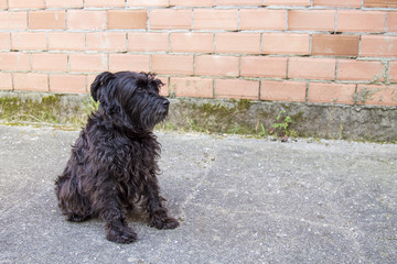 portrait of black schnauzer dog on the street