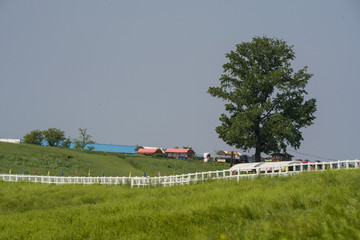푸른 초원의 언덕