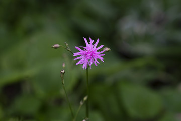 야생화 금난초와 새우난